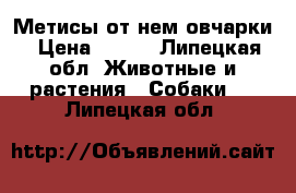 Метисы от нем.овчарки › Цена ­ 500 - Липецкая обл. Животные и растения » Собаки   . Липецкая обл.